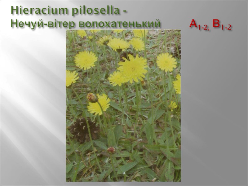 Hieracium pilosella -  Нечуй-вітер волохатенький        А1-2,